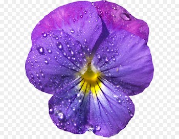 Viola sororia Violet Flower Clip art - Violet Flower with Dew PNG Clipart 