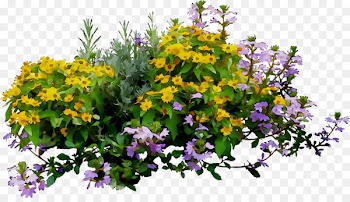Violet Floral design Annual plant Purple -  