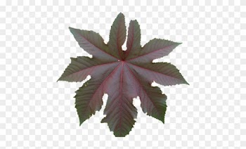 Violet Flower Leaf Texture Transparent Background Front - Plain Flower Transparent Background
