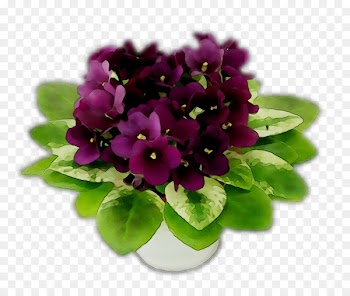 Violet Herbaceous plant Flower Plants Violaceae -  