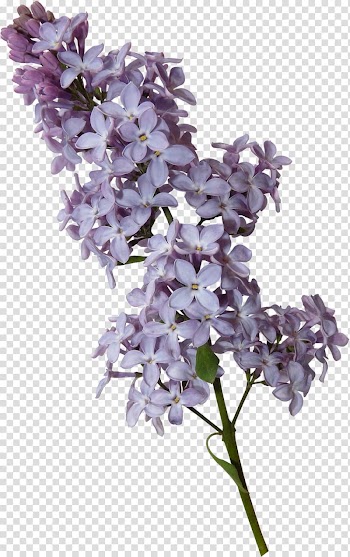 Violet Lilac , watercolor foliage transparent background PNG clipart