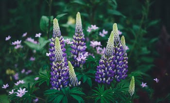 Violet lupine flowers photo by Annie Spratt