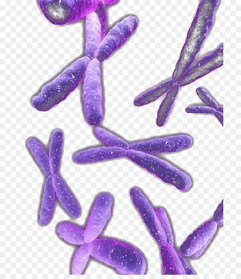 Violet Organism - Messy purple chromosome 