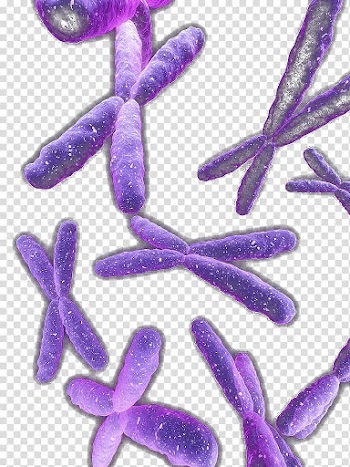 Violet Organism, Messy purple chromosome transparent background PNG clipart