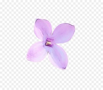 violet petal purple flower lilac