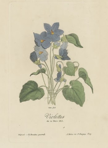 Violettes du 20 Mars 1815 | Free Photo - rawpixel