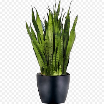Viper's bowstring hemp Sansevieria bacularis Plants Sansevieria cylindrica Sansevieria zeylanica -  