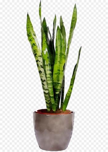Viper's bowstring hemp Sansevieria cylindrica Houseplant Sansevieria zeylanica Flowerpot -  
