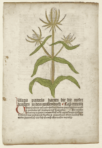 Virga Pastoris, from Gart der | Free Photo - rawpixel
