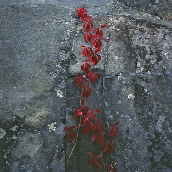 Virginia Creeper. Free public domain | Free Photo - rawpixel