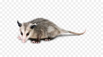 Virginia opossum The opossum Royalty-free Stock photography - opossum graphic 