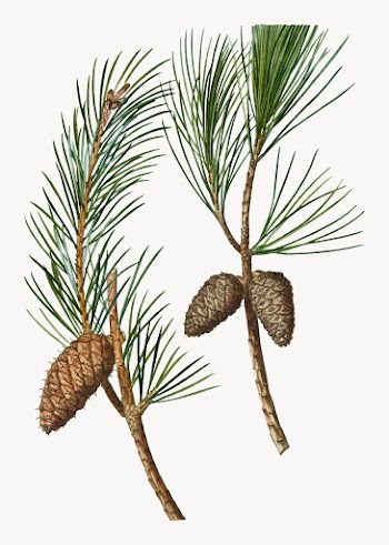 Virginia pine tree branch | Free stock vector - 568963