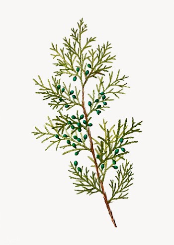 Virginian juniper bush | Free stock vector - 569112