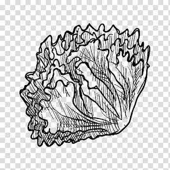 Visual arts Vegetable Drawing Fruit Sketch, Hand-painted artwork cabbage transparent background PNG clipart