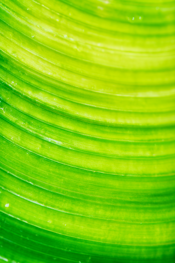 Vivid Lime Green Tropical Leaf Close-Up