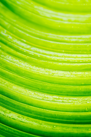 Vivid Lime Green Tropical Leaf Close-Up
