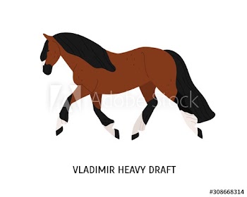 Vladimir heavy draft breed horse flat vector illustration