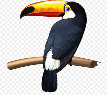 Vogel Keel billed toucan Green billed toucan Knobbed hornbill Toco ...