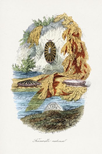Volcano limpet snail painting by Paul | Free Photo Illustration - rawpixel