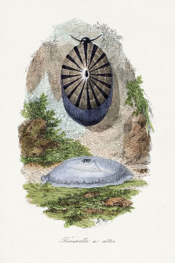 Volcano limpet snail painting by Paul | Free Photo Illustration - rawpixel