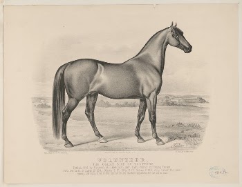 Volunteer: the great sire of trotters | Free Photo - rawpixel