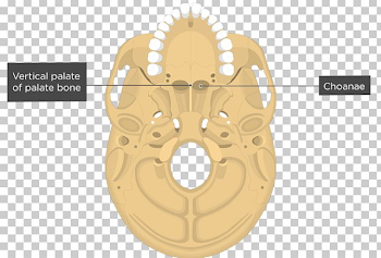 Vomer Nasal Concha Nasal Bone Skull PNG, Clipart, Anatomy ...