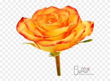 Voodoo Are A Gorgeous Variety Of Orange Rose And One - Wedding