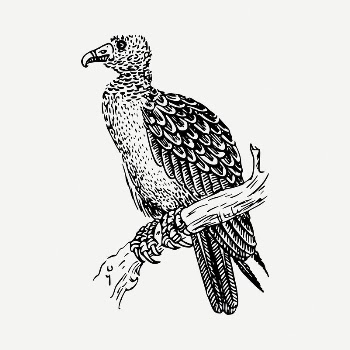 Vulture bird drawing, vintage illustration | Free PSD - rawpixel