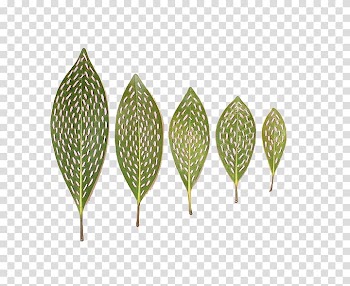 W24 Programm GmbH Leaf Dubai Sports Council, Leaves transparent background PNG clipart