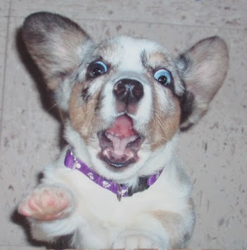 wacky-dog.jpg