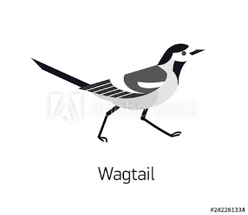Wagtail isolated on white background