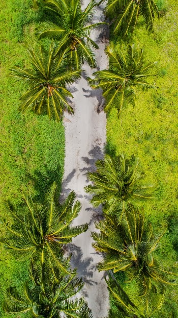 Waking up early in the morning, I took my gear and went to shoot some nice aerial shots of this beautiful island in Maldives. From the moment I saw this road, I knew that this is what I wanted that day. I unpacked my gear and flew it up above this road and got an outstanding view.