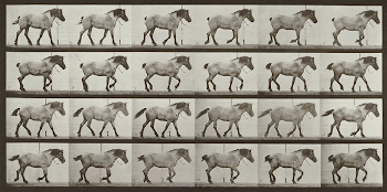 Walking, free, dark gray Belgian | Free Photo - rawpixel