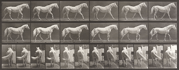 Walking, free, light gray horse. | Free Photo - rawpixel