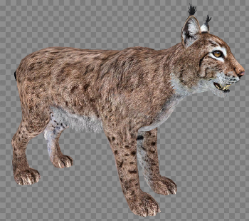 Walking Lynx PNG Photo