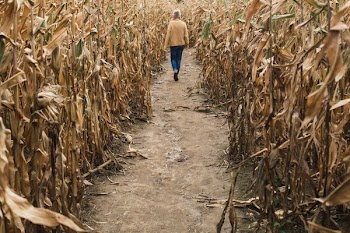 Walking On Path Through Cornfield