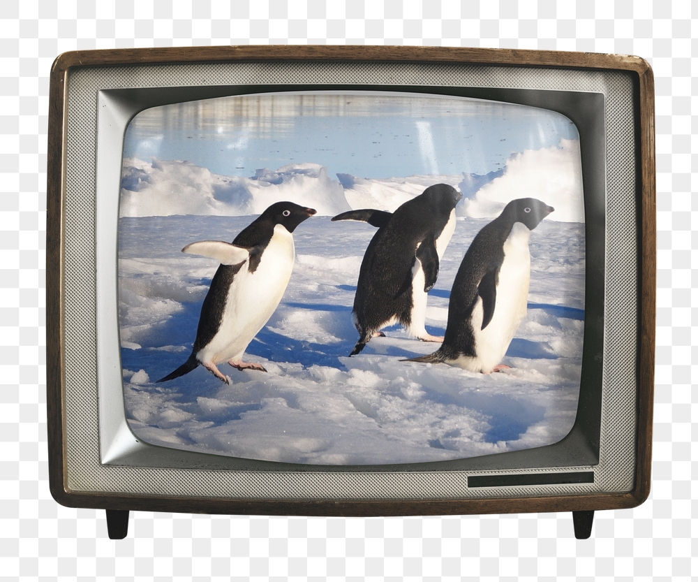 Walking penguins png sticker, animal | Free PNG - rawpixel