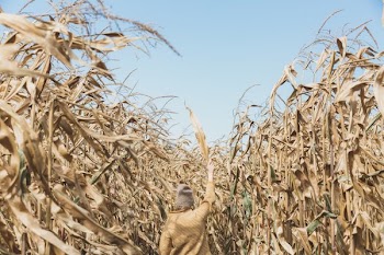 Walking Through Dried Plants
