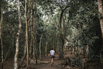 Walking Through Mexican Jungle