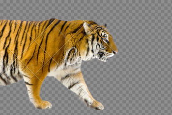 Walking Tiger PNG Image