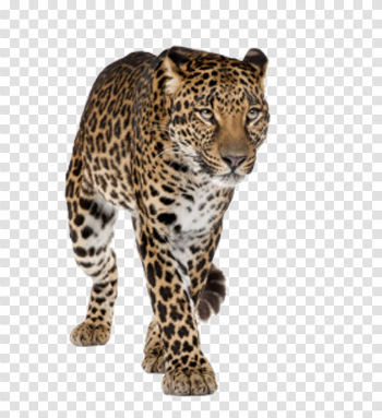 Walking Tiger PNG Transparent Image