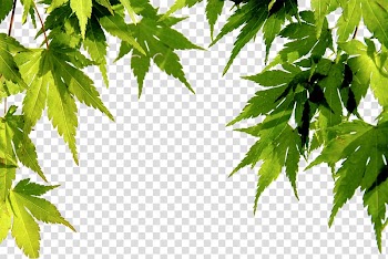 Wall decal frame Tile, Green leaves transparent background PNG clipart