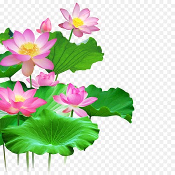 Wall Lotus Wallpaper - Lotus 