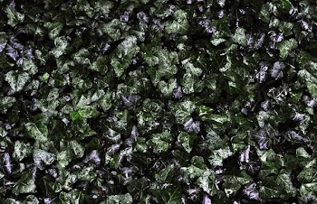 Wall Of Ivy Texture