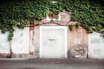 wall with plants