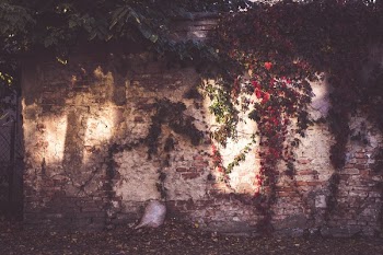 Wall With Vines