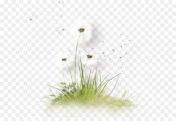 Wallpaper - Dandelion 
