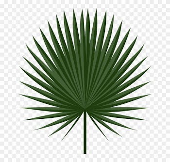 Wallpaper Interesting - Fan Palm Leaf Png