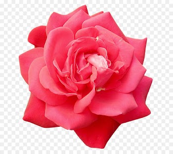 Wallpaper - Red rose 