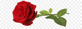 Wallpaper - Red Rose with Stem Transparent PNG Clip Art Image 